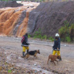 Sniffer dogs aid rescue teams in the desperate search for survivors the morning after the landslide. 