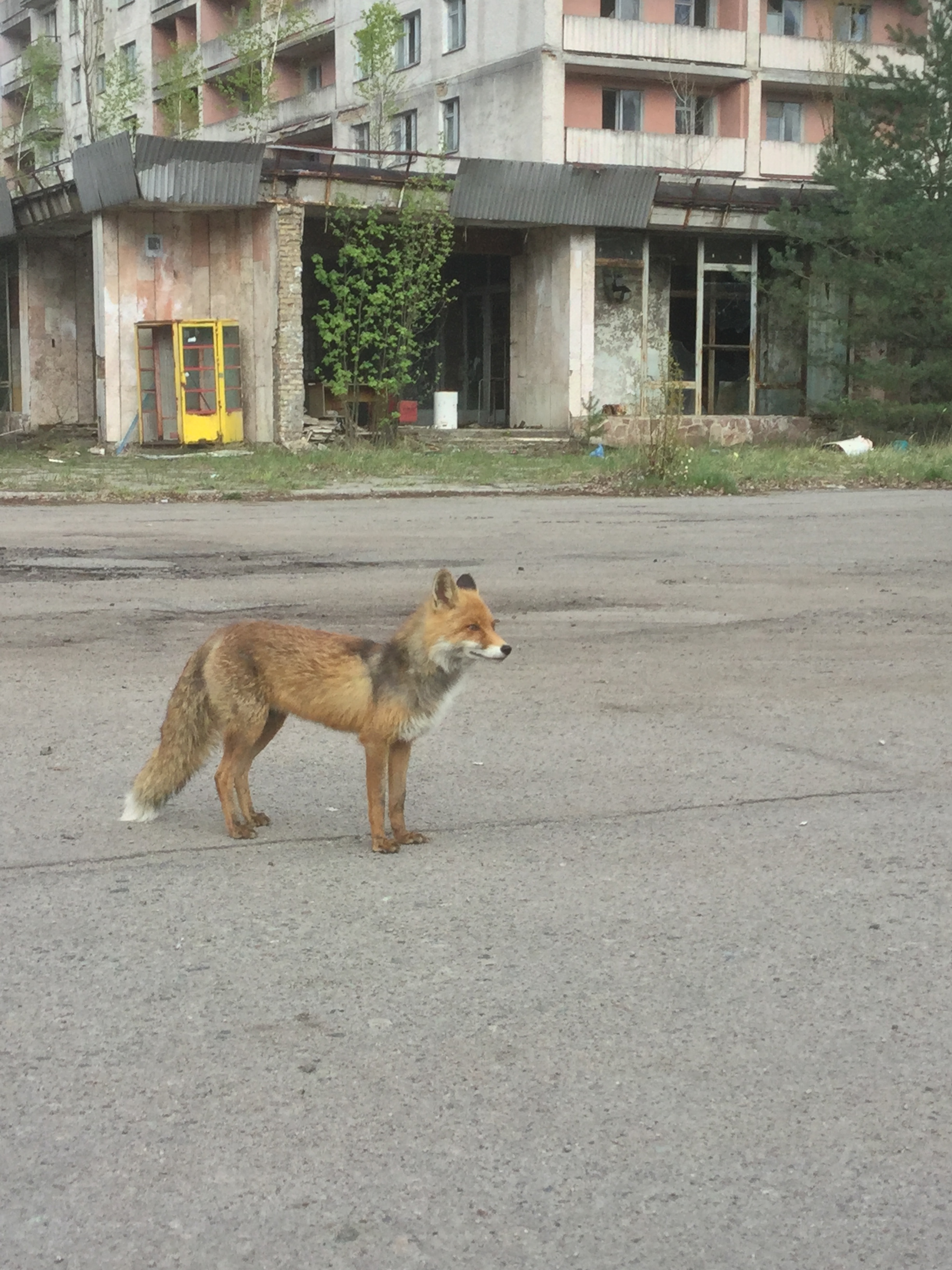 Renard à la recherche de nourriture dans la zone d’exclusion environnant Tchernobyl ; il n’est pas craintif car il ne rencontre que très rarement des hommes dans cette zone