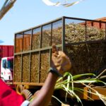 Un trabajador cosechando caña de azúcar en Brasil para la empresa de Shell JV, Raizen. Foto: Shell/Flickr